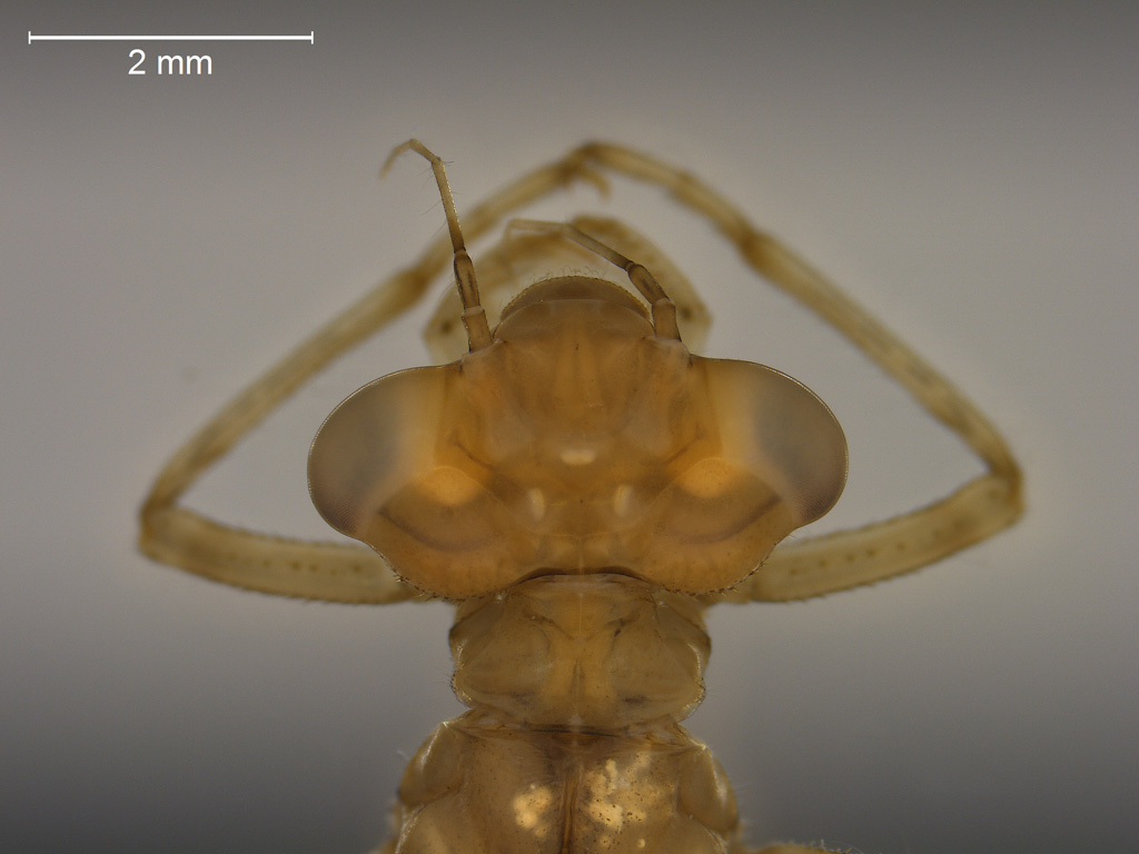 Enallagma cyathigerum